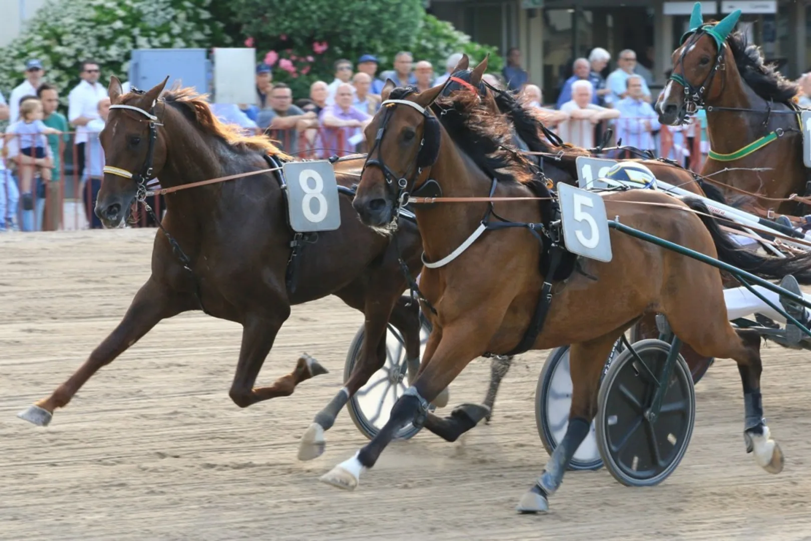 Ippica, Ippodromo di Bologna: giovedì 22 ottobre in programma un vero champion's day di metà settimana, otto corse dalle 15:25.