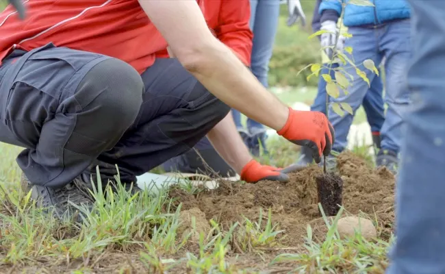 Snaitech a fianco di Rete Clima con un progetto di forestazione urbana in Italia