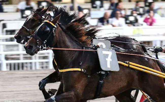 Ippica, Ippodromo Cesena Trotto: presentazione corse di sabato 22 luglio con il Premio Fattoria Nicolucci