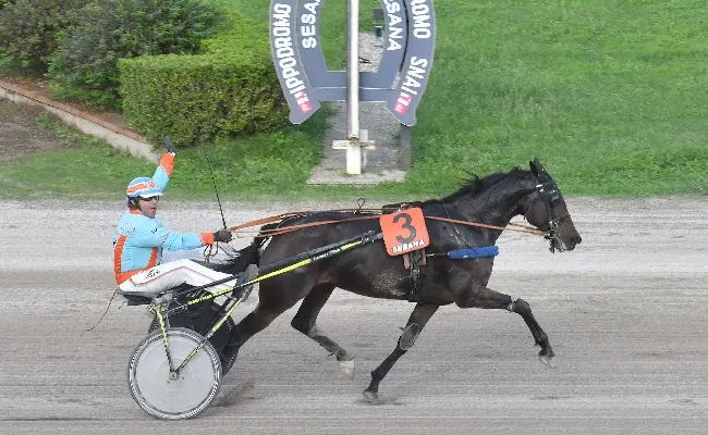 Ippica, nel penultimo atto della stagione all'Ippodromo Snai Sesana brilla Gemmakiara Wind nel Premio Davide Baldi e Benur Risaia Trgf sorprende tutti nel Trofeo Denis Coku
