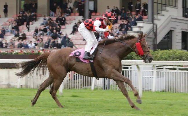 Ippica, Ippodromo Snai San Siro: domenica di galoppo con il Premio Certosa e lo Zanoletti
