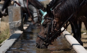 Equitazione Fitetrec Ante prima edizione Equiraduno 