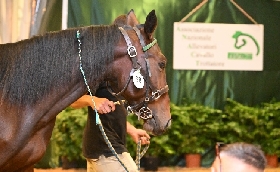 Ippica a Capannelle grande successo delle aste dei cavalli trottatori