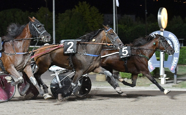 All’Ippodromo Snai Sesana mercoledì sera con protagonista Alessandro Gocciadoro: tre successi tra cui il Premio Quattrocar Audi con Face Time Dvs. Ora testa a sabato con il GP Nello Bellei