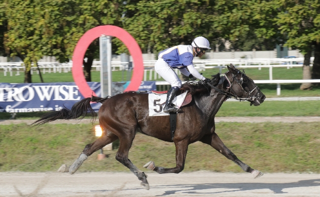 Ippica all'Ippodromo Snai San Siro Trotto il sabato di Sole sorride a Golden Boy e Jeoffrey che si aggiudicano il Premio Glen Kronos e il Trotto Montato del Premio Paris Roc