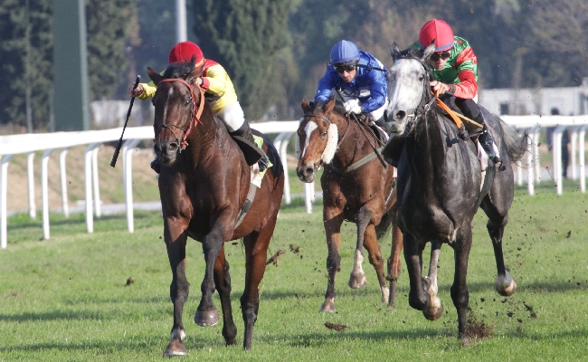 ippica La domenica di galoppo all'Ippodromo Snai San Siro dedicata ai donatori di sangue vede Lethal Spirit confermarsi nel Premio Avis Milano mentre nel Tosto Premio donatori di sangue Grey Creek la spunta al fotofinish